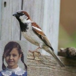 Gökçe ve serçesi