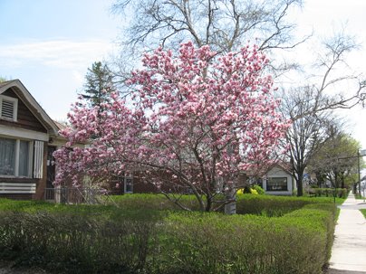 pink magnolia tree pictures. Name magnolia trees and