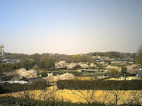 展望台からサクラ咲く新池を眺める