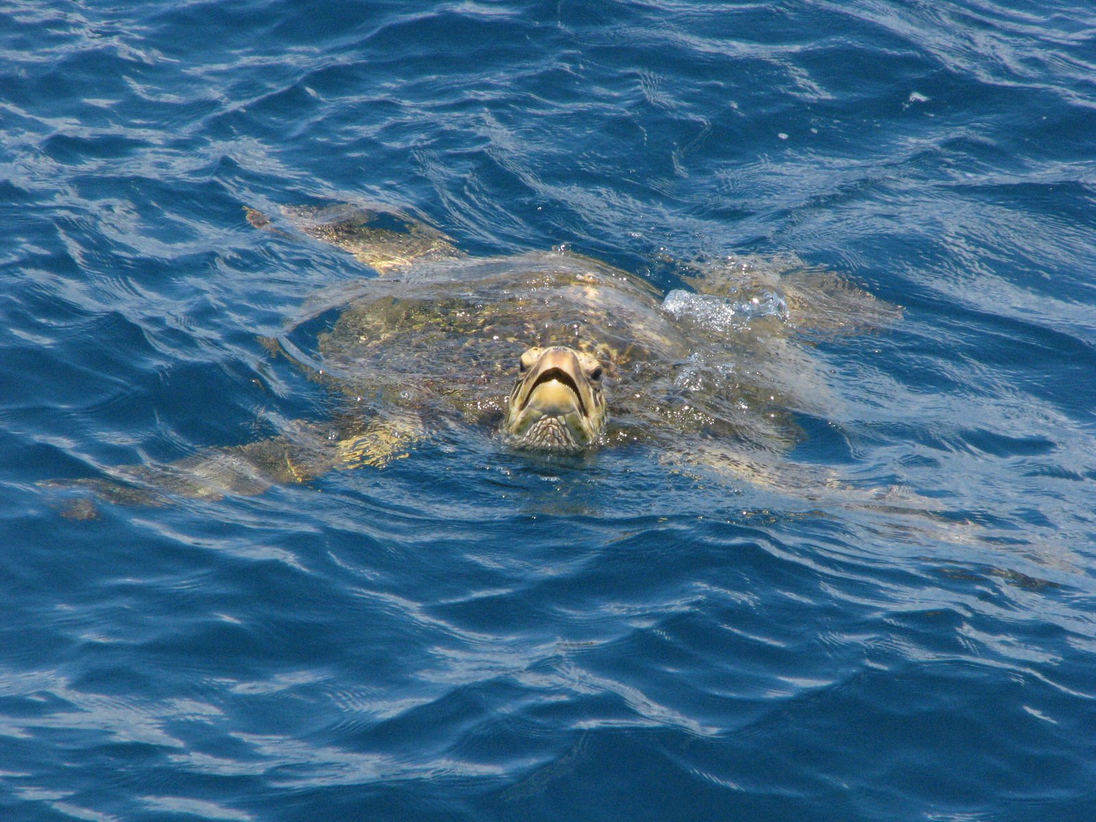 [Martha's+Sea+Turtle+in+Maui.JPG]