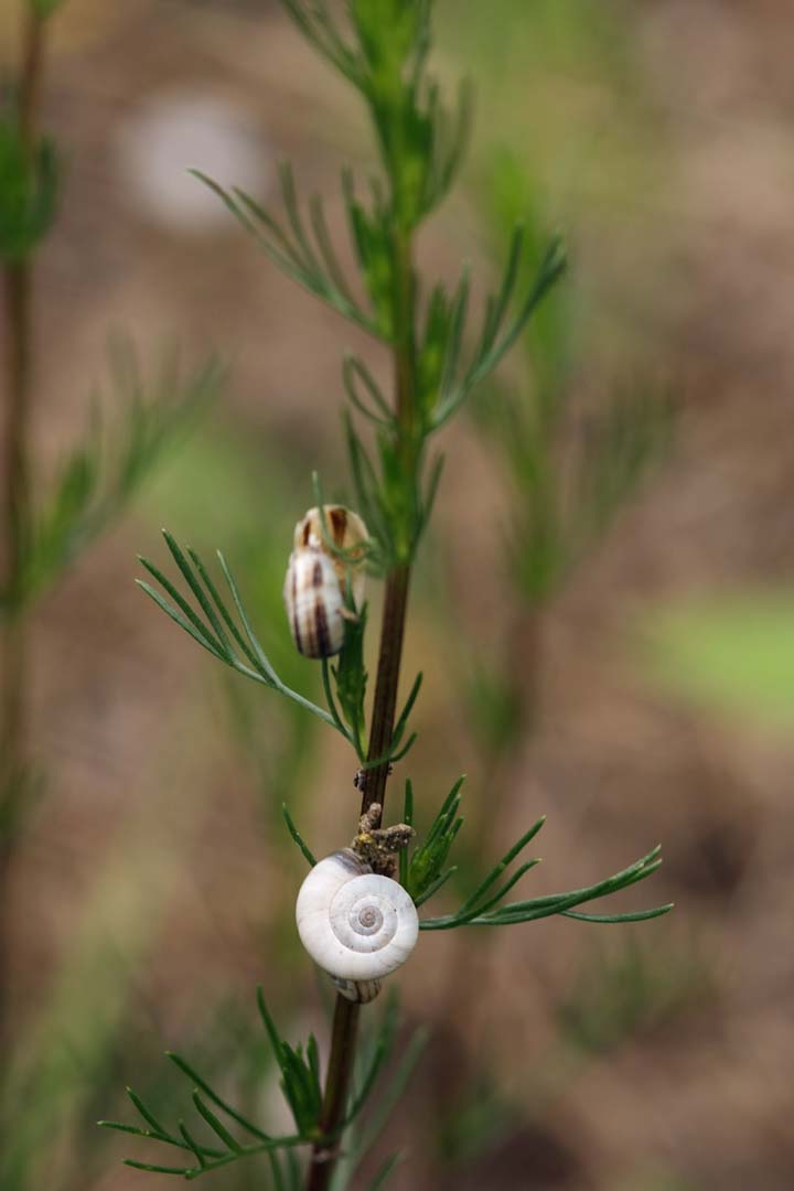 [Schnecke+2+small.jpg]