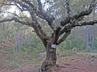 Alzina de l'Abel