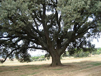 Alzina dels Colls