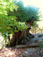 Vallesana 2009