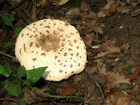Apagallums