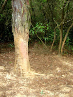 Llinars 2009