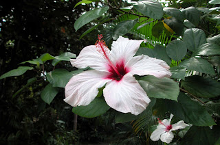 joli hibiscus