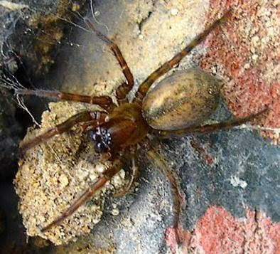 Michigan Spiders - Hacklemesh Weaver-1
