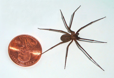 Michigan Spiders - Brown Recluse-1