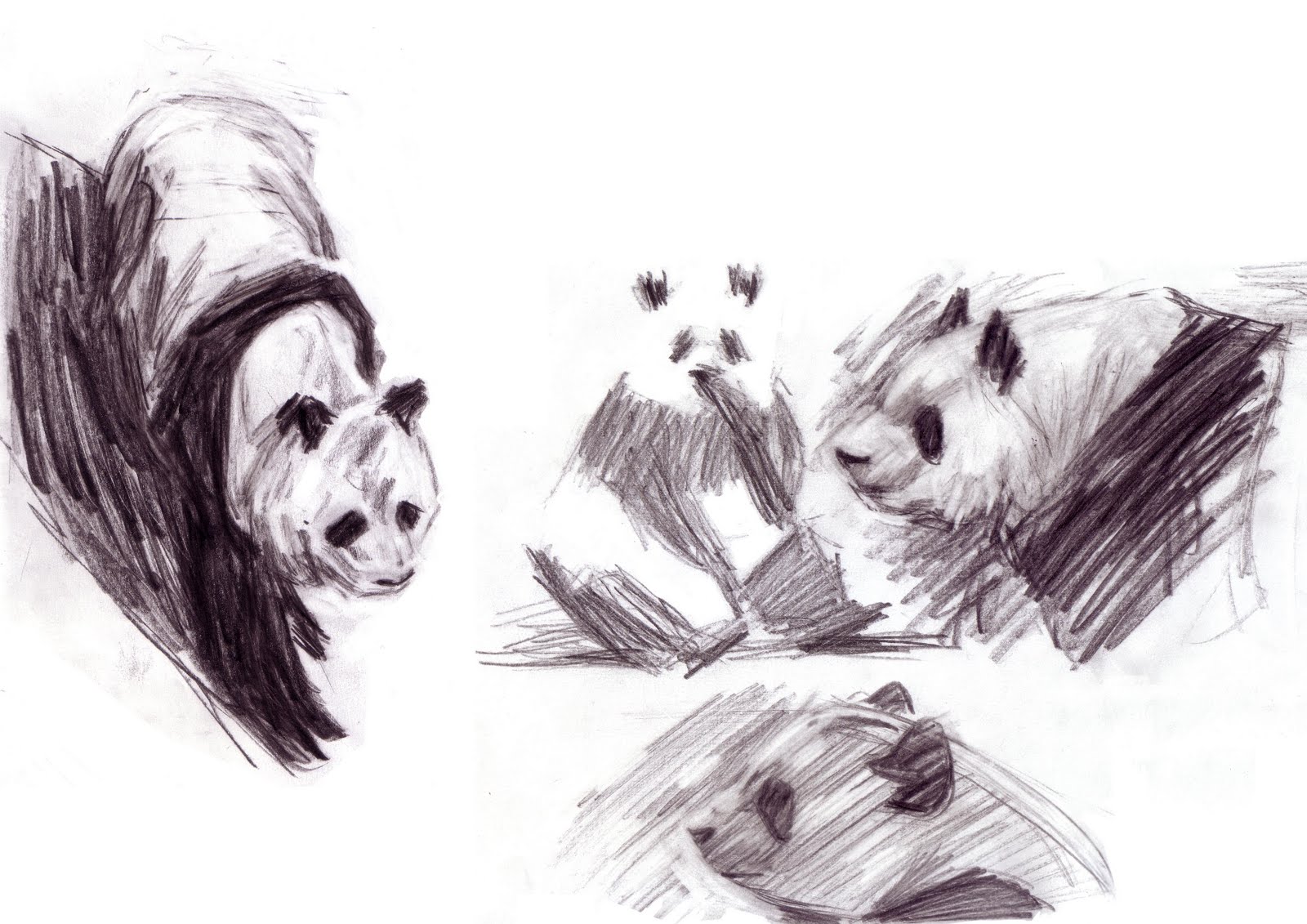 [panda+copie.jpg]