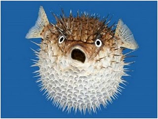 ilmu Pengetahuan Alam (IPA): Ikan Buntal Babi