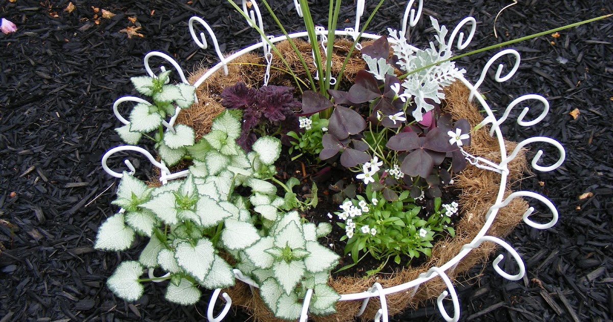Organic Gardening Adventures: Make Your Own Hanging Baskets