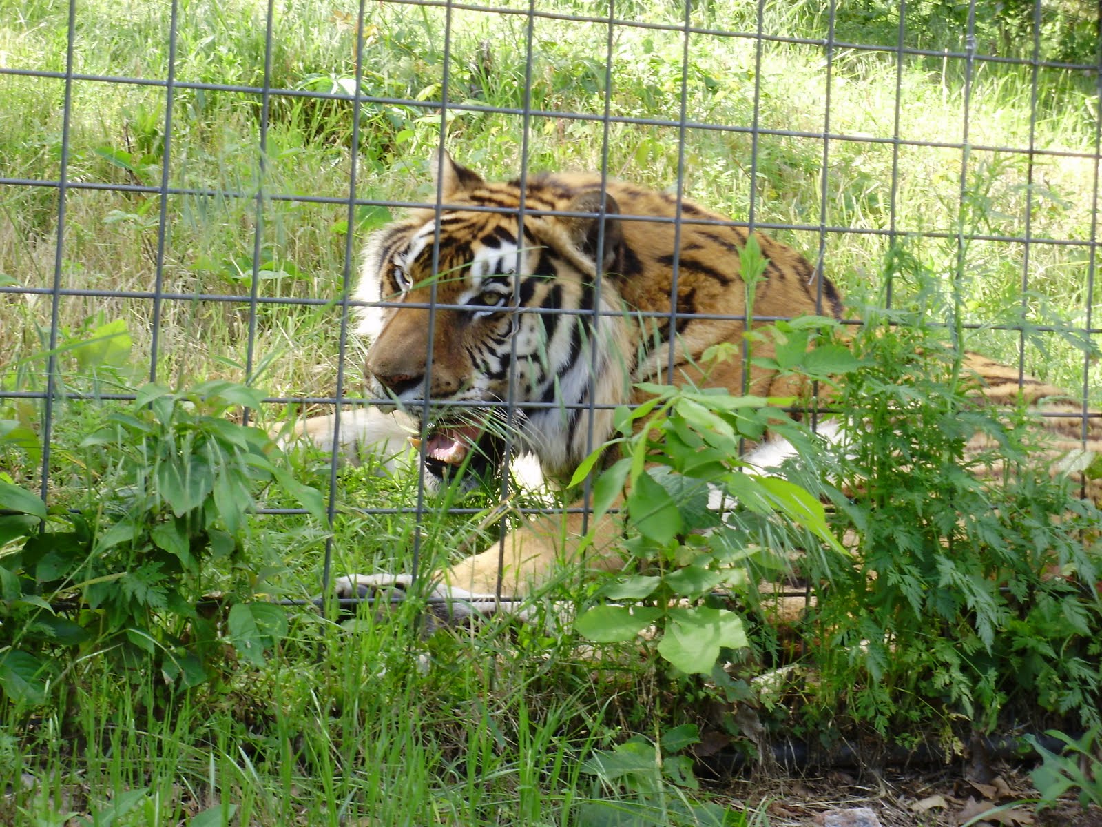Life at 55 mph Turpentine Creek Wildlife Refuge in Eureka Springs