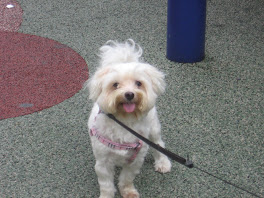 Mimi at the Playground
