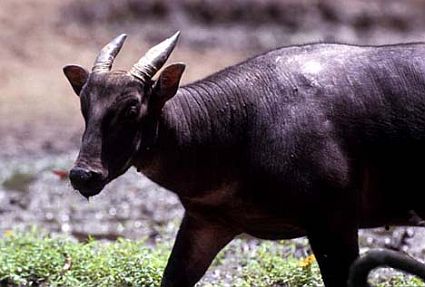 Tanah Kaili 100 To Kaili Mengenal Beberapa Fauna Endemik