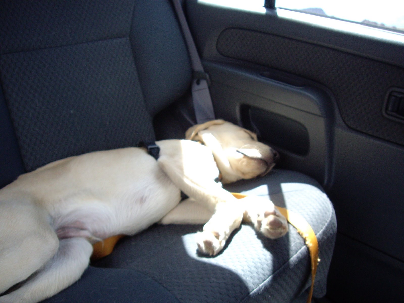 This is my dog passed out on our back seat after we wear him out!