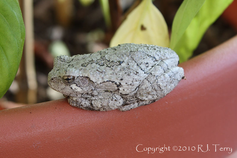 Bepa's Garden Tree Frogs