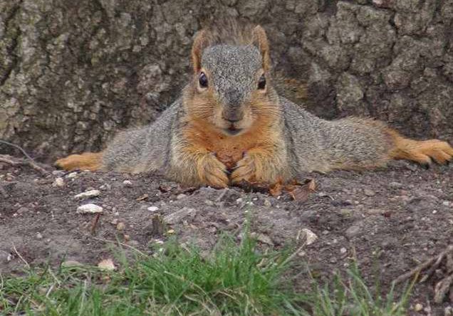 El ojo del buitre Ardilla