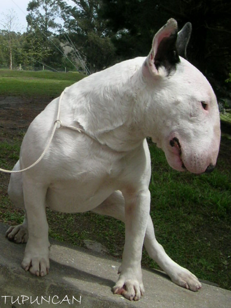 El ojo del buitre: Perros - Bull terrier El ojo del buitre: Perros - Bull terrier