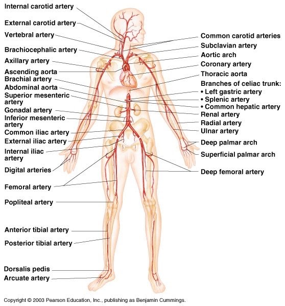 Saddleback Sciences: HUMAN ARTERIES AND VEINS/ILLLUSTRATIONS arterial vascular diagrams 