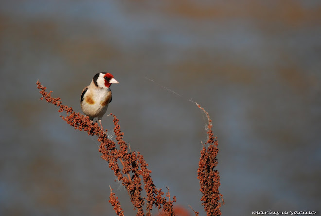 sticlete, goldfinch, chardonneret elegant, stieglitz, tengelic