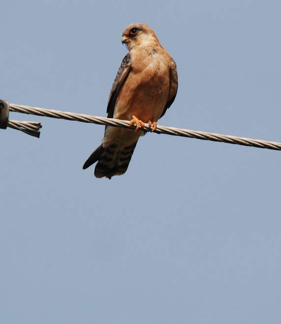 Falco Vespertinus