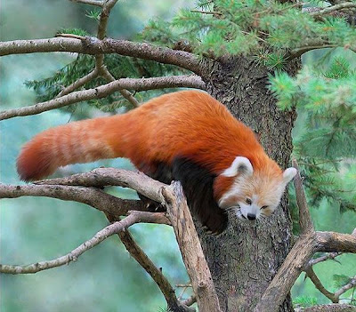 Animal rights group ends 15-year campaign against experiments at Cute Fire Fox Of Firefox??? ~ Funny And Weird