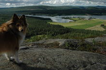 Lassie in Älvsbyn