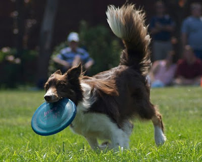 Frisbee com cães Frisbee com cães