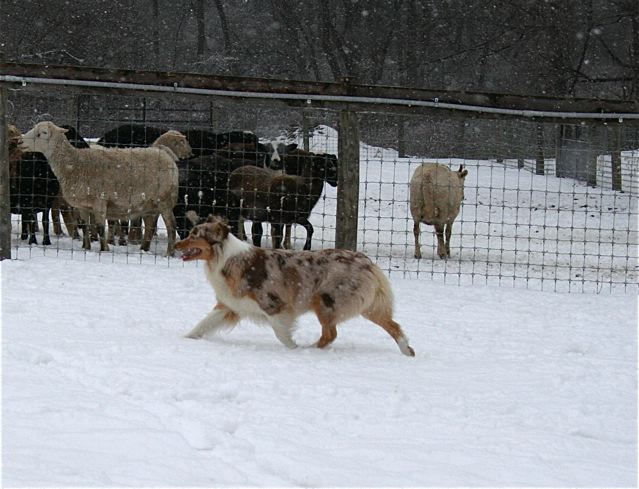 [snow_herding2.png]