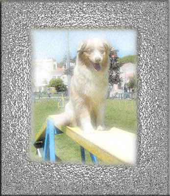 Pastor Australiano no Agility Pastor Australiano no Agility