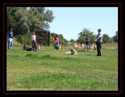 Centro de Treinos para cães no Algarve Centro de Treinos para cães no Algarve