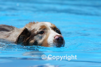Dock Dogs Dock Dogs