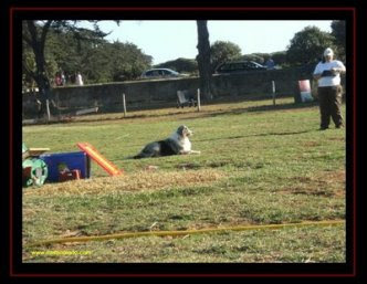 Obedience Competition Obedience Competition