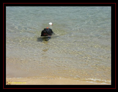 Water trial for Portuguese Water Dog Water trial for Portuguese Water Dog
