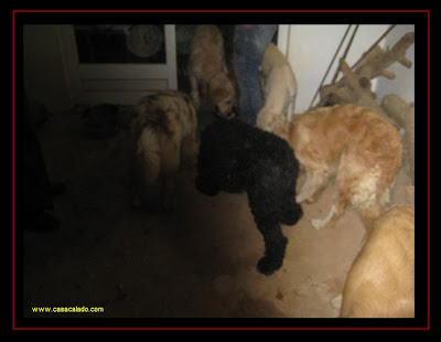 Golden Retriever Dog Party