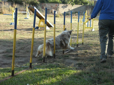 australian shepherd in agility australian shepherd in agility