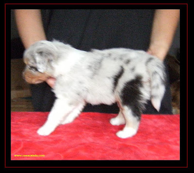 australian shepherd puppy