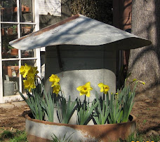 Daffodils