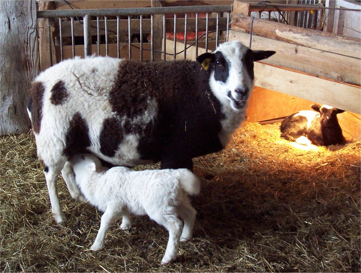 [sheep1.jpg]