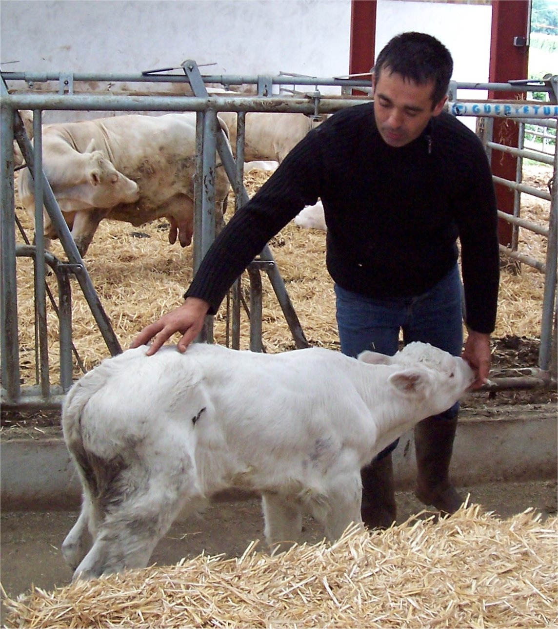 [LyonCharolaisCalf.JPG]