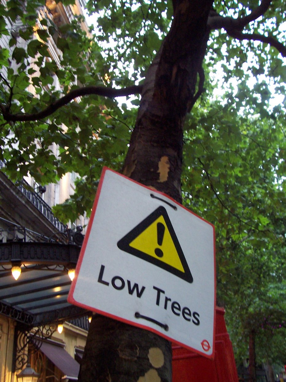 [LowTrees.JPG]