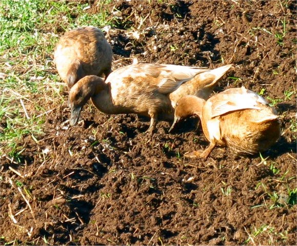 [2010FebruaryDucks3.jpg]