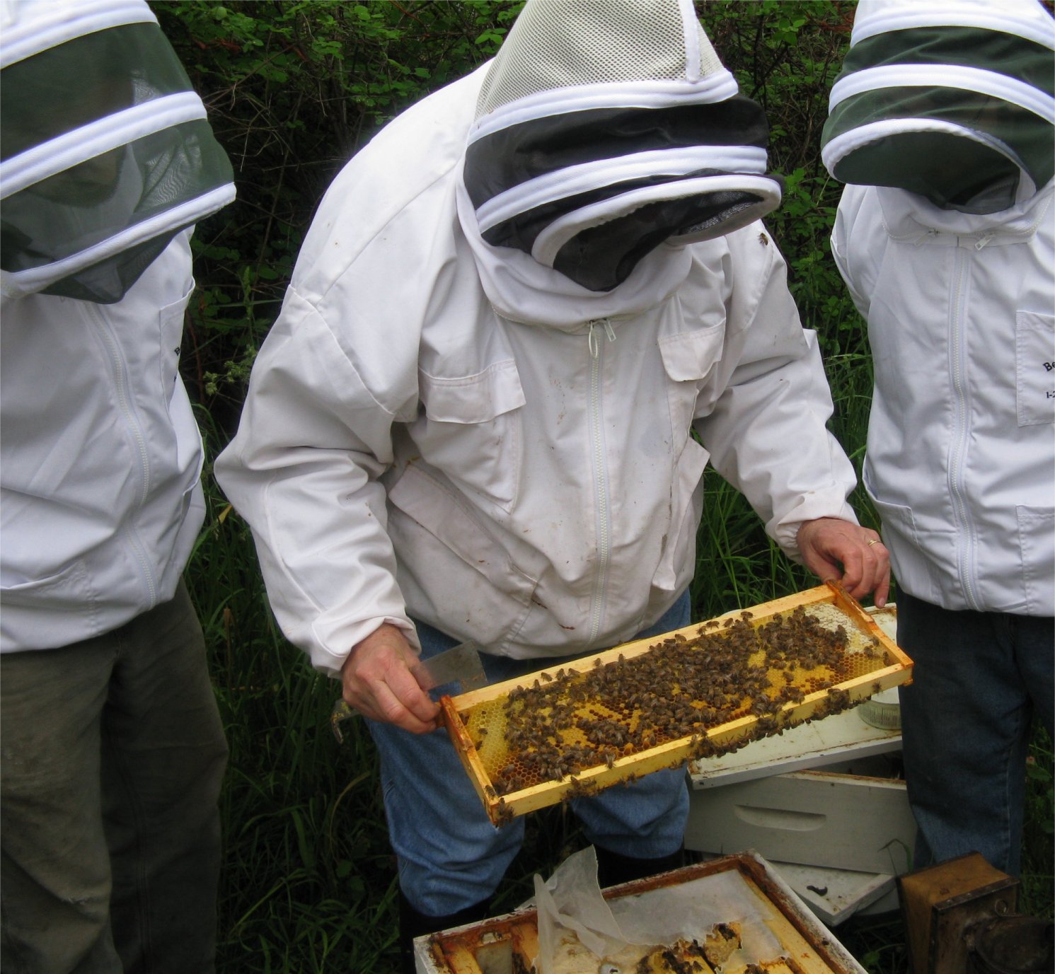 [Beekeeping07checkingfirstframe.jpg]
