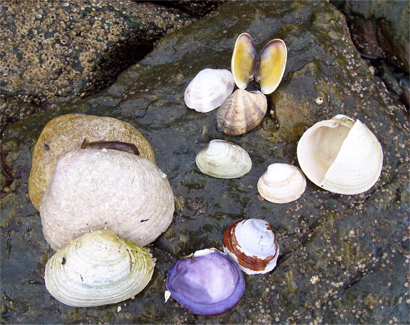[MapleBayClams.jpg]