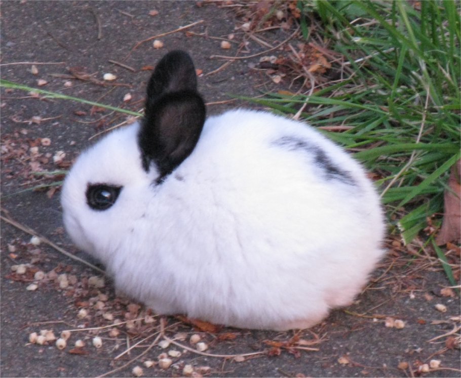 [ASLEUvicBunny.jpg]