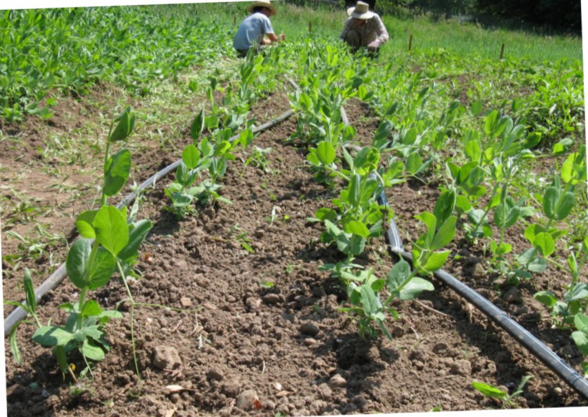 [2009HaliburtonWeededPeas.jpg]