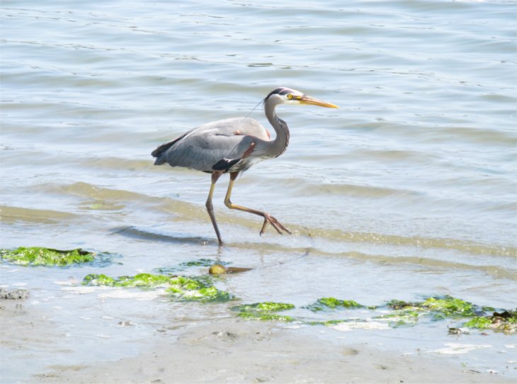 [CadboroBayHeron.jpg]