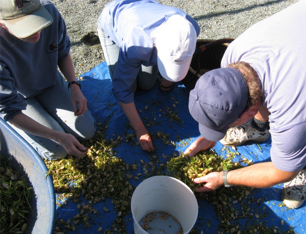 [2009HaliburtonSortingChickpeas.jpg]