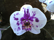 Moth Orchid